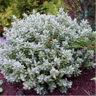 Хебе толстолистная варьегатная  (Hebe Pingulifolia). Саженцы 2.5 летки в контейнерах С1/С2