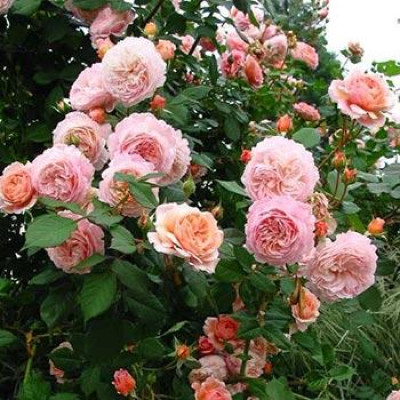 Роза Остіна Е Шропшир Лэд (A Shropshire Lad (Ausled).) Незвичайний сорт Троянд Д. Остіна