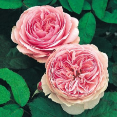 Джефф Гамильтон 3х річні 

Geoff Hamilton

David Austin Roses Ltd.