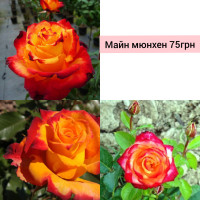 Майн мюнхен флорибунда