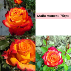 Майн мюнхен флорибунда
