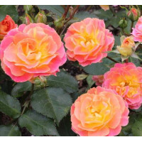 Троянда Бордюр Камея

Rosa Bordure Camaieu