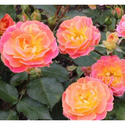 Троянда Бордюр Камея

Rosa Bordure Camaieu