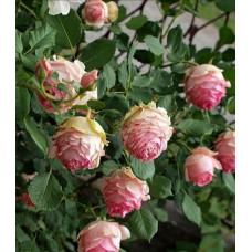 РОЗА ФЕРСТ ЛЕДИ ROSE FIRST LADY