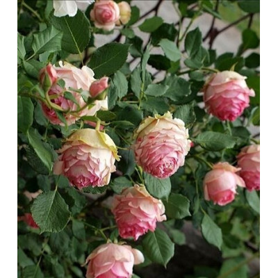 РОЗА ФЕРСТ ЛЕДИ ROSE FIRST LADY