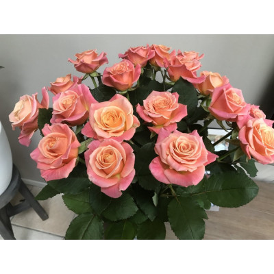 Роза Мисс Пигги (Miss Piggy) 3х річні
