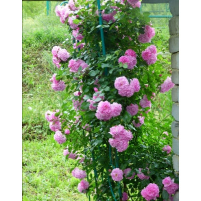 Роза мускусная
Rose Lavender Lassie (Роза 