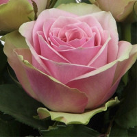 Роза Бель Роуз (Belle Rose)
