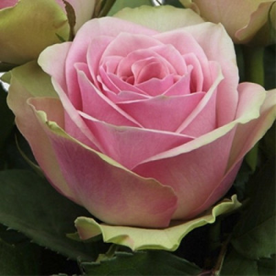 Роза Бель Роуз (Belle Rose)