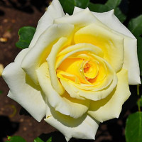 Роза Еліна Год/Г