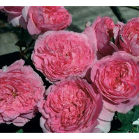 Роза Эллоди Госсюэн 3х річні