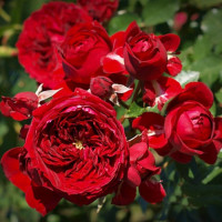Троянда флорибунда Роткепхен (Rose Rotkappchen)