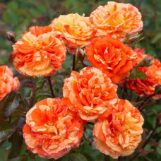 Саджанці троянд Оранж енд Лемонс (Oranges and Lemons). .