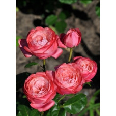 Шраб французький Бруно Перпоінг