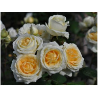 Роза парковая, шраб Мануэль Кановас (Rosa park Manuel Canovas) 3х річні саженці