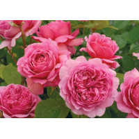 Роза  Коттедж роуз Cottage Rose