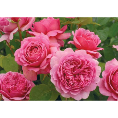 Роза  Коттедж роуз Cottage Rose
