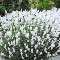 Лаванда Arctic Snow Lavender angustifolia Arctic Snow Лаванда вузьколиста Арктик Сноу 3х льотка