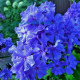 :Флокс Блю ПарадисPhlox paniculata 'Blue Paradise'