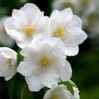 Чубушник вінцевий Дам Бланш (hhiladelphus coronarius Dame Blanche)