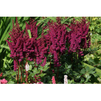 Астильба китайская ‘Виж ин ред’. / Astilbe chinensis ‘Vision in Red’