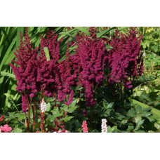 Астильба китайская ‘Виж ин ред’. / Astilbe chinensis ‘Vision in Red’