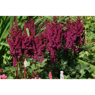 Астильба китайская ‘Виж ин ред’. / Astilbe chinensis ‘Vision in Red’