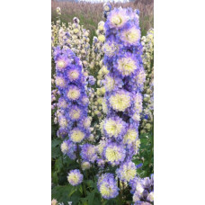 Дельфініум Bolero (Болеро), Delphinium Highlander