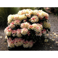 Рододендрон Голден Торч
Rhododendron Golden Torch 5 років.