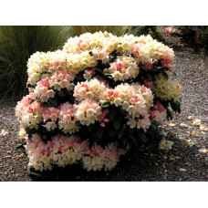 Рододендрон Голден Торч
Rhododendron Golden Torch 5 років.