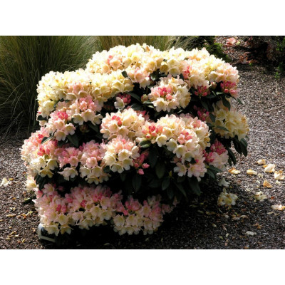 Рододендрон Голден Торч
Rhododendron Golden Torch 5ти летки.