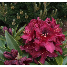 Рододендрон гібридний Калі

Rhododendron hybrid Kali 3
х льотка