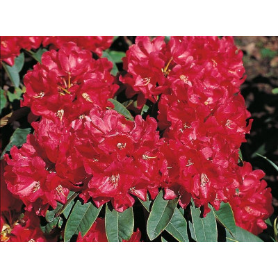 Рододендрон хематодес Brisanz

Rhododendron haematodes Brisanz. 3-літка. НОВИНКА.
