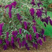 Сталея Nanho Purple (нано пурплі) 2.5 л. НОВИНКА