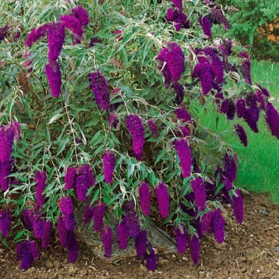 Будлея Nanho Purple(нано пурпл)  2.5л.НОВИНКА