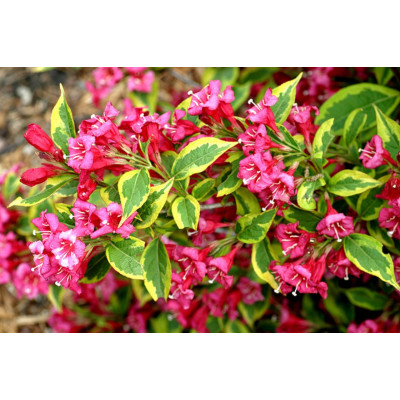 Вейгела квітуча Бригела, С3/Weigela florida Brigela, French Lace, Moulin Rouge
2-літка.