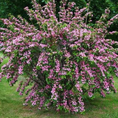 Вейгела “Розеа” – Weigela “Rosea” 2хлетка