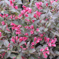 Вейгела квітуча «Танго» Weigela florida «Tango» НОВИНКА. ПОВТОРНОЦВЕТУЩАЯ 2,5Л

.