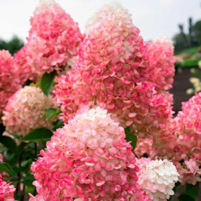 Гортензія метильчаста Тач оф Пінк/Hydrangea paniculata Touch of Pink НОВИНКА 2019