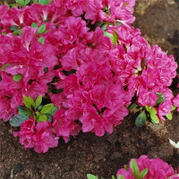 Азалія японська/рододендрон тупий Канзонетта

Rhododendron obtusum / Azalea japonica Canzonetta. 3-літка