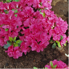 Азалія японська/рододендрон тупий Канзонетта

Rhododendron obtusum / Azalea japonica Canzonetta. 3-літка