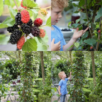 Шовковиця Bon Bon Berry
Mojo Berry.