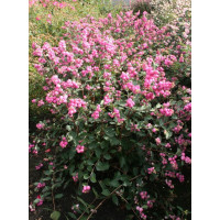 Сніговажер «Меджик Барбер»  Symphoricarpos doorenbosii «Magic Berry»