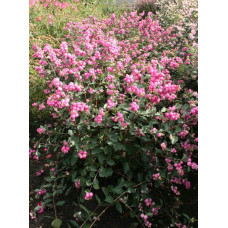 Сніговажер «Меджик Барбер»  Symphoricarpos doorenbosii «Magic Berry»