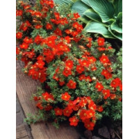 ЛАПЧАТКА КОЛІРНІСТЬ ВСЕ ТРОБ Potentilla Marian Red Robin