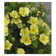 НОВИНКА, Лапчатка чагарникова Лемон Меринг/Байлмеринг

Potentilla fruticosa Lemon Meringue / Bailmeringue