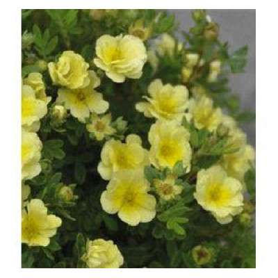НОВИНКА, Лапчатка чагарникова Лемон Меринг/Байлмеринг

Potentilla fruticosa Lemon Meringue / Bailmeringue