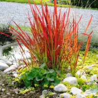 Императа циліндрична Ред Барон (Imperata cylindrica Red Baron)