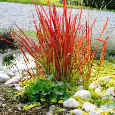 Императа циліндрична Ред Барон (Imperata cylindrica Red Baron)