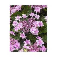 Гортензія великолиста Доппіо Троянда Hydrangea macrophylla 'Doppio Rosa' 2,5 льоти